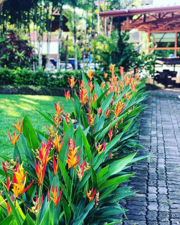 Arenal Backpackers Resort La Fortuna Luaran gambar Heliconia in a garden
